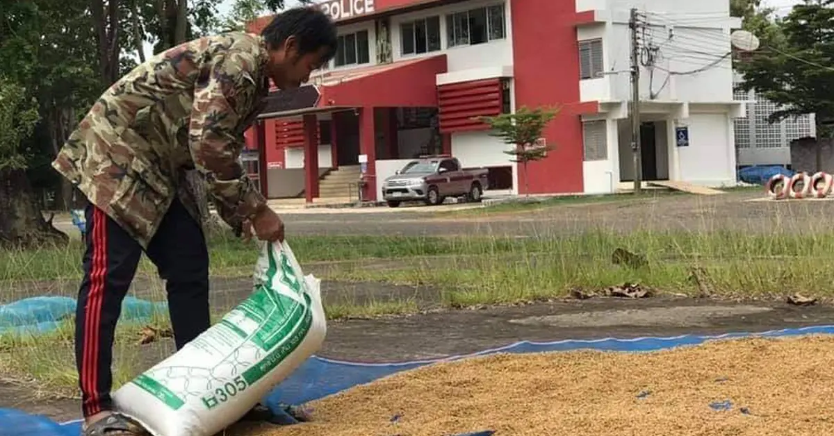 ชาวนาตากข้าว