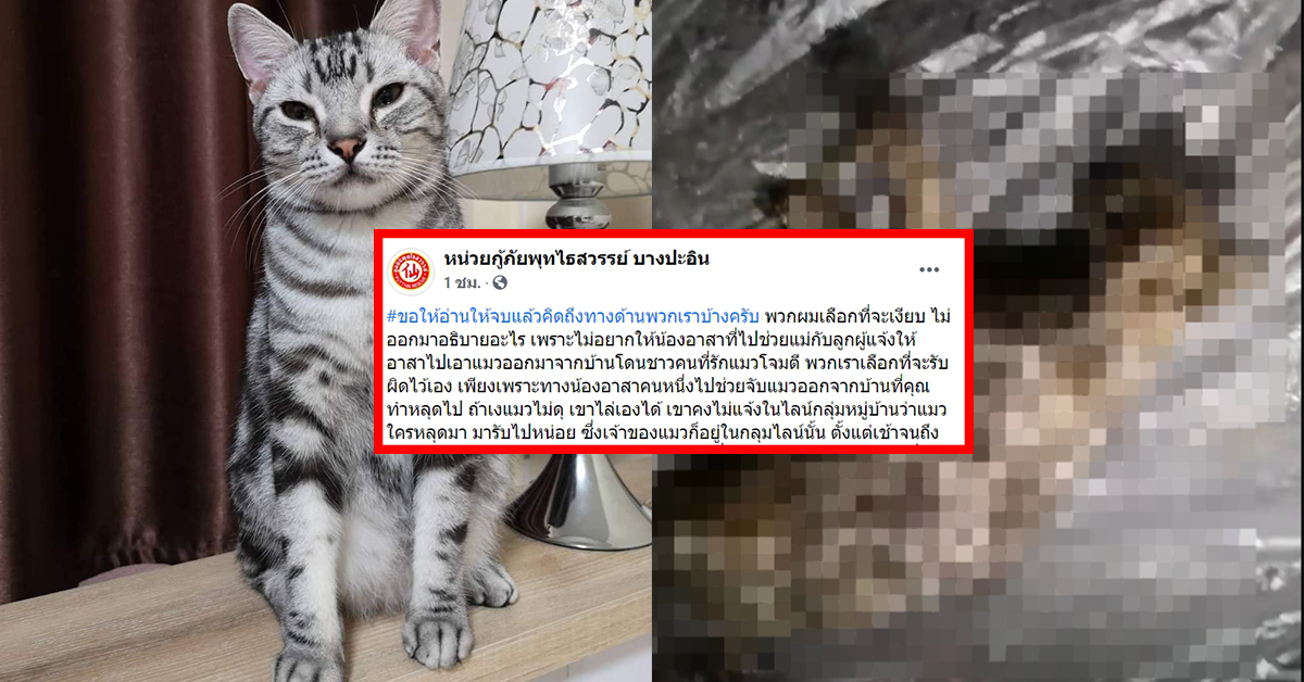 กู้ภัยจับแมว เจ้าสัว