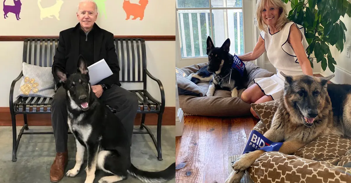 สัตว์เลี้ยงหมายเลขหนึ่ง