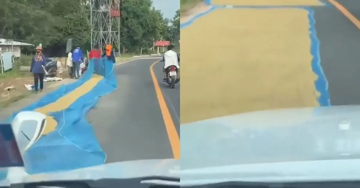 เหยียบข้าวเปลือก ชาวนา