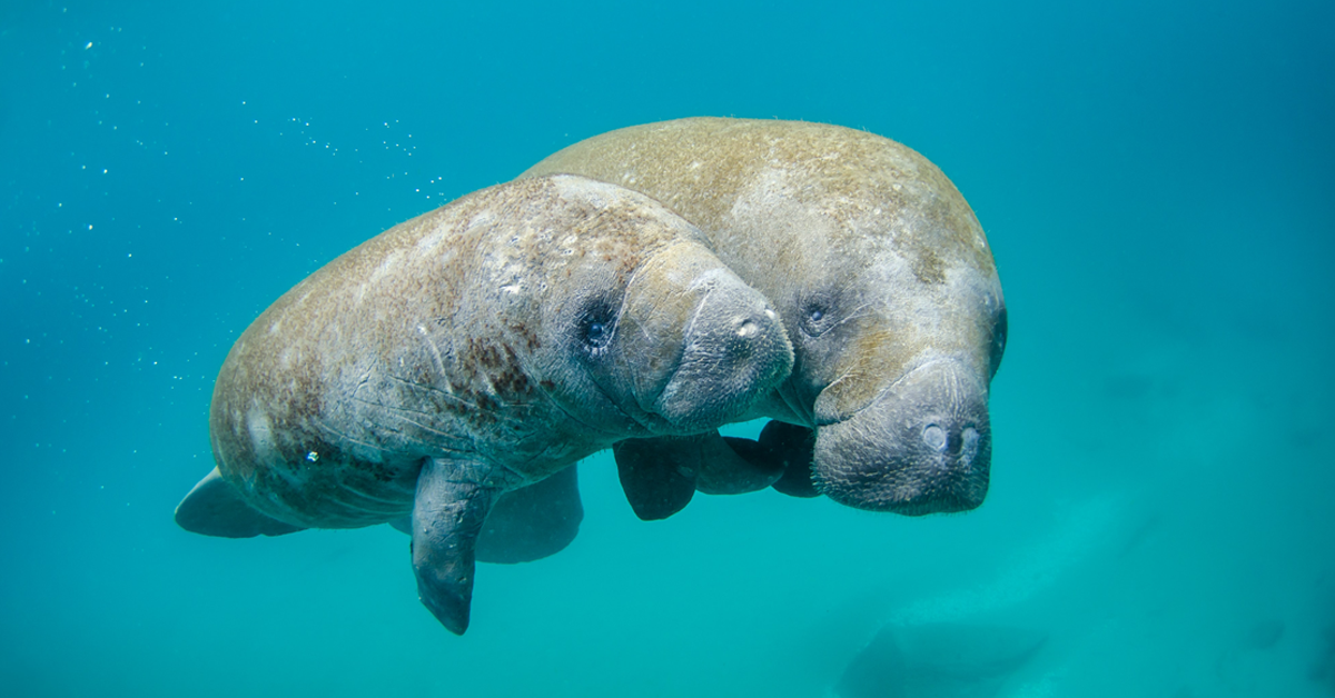 dream-manatee