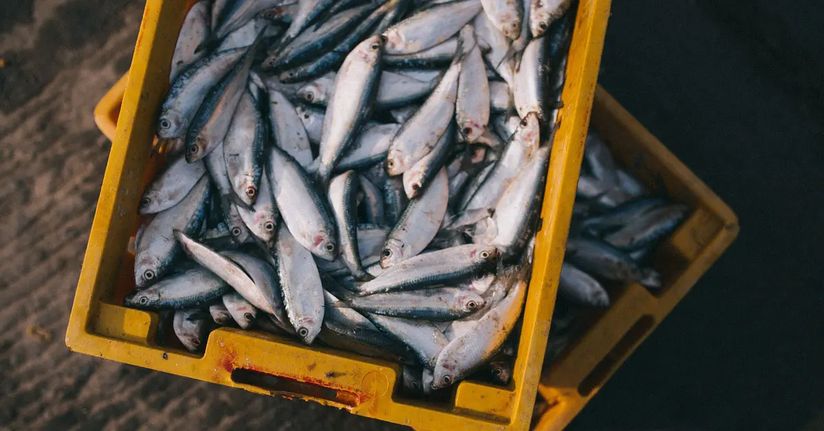 ฝันเห็นแพปลา