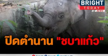 ลูกช้างป่า