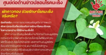 ผักคาวทองช่วยรักษาโรคมะเร็ง