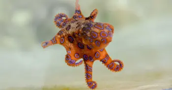 หมึกบลูริง