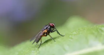 dream-fly