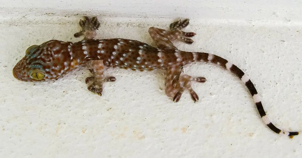 ฝันเห็นตุ๊กแก