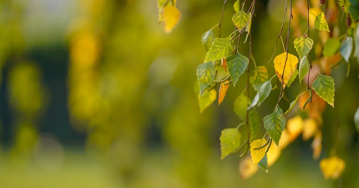 ฮวงจุ้ย