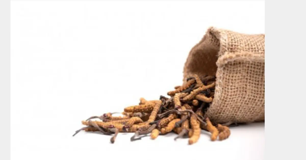 ถั่งเช่าสกัด