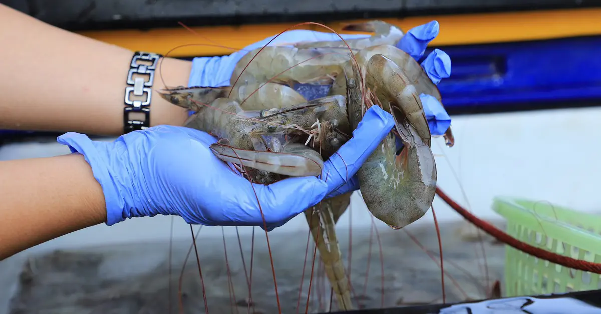 ตลาดกุ้ง