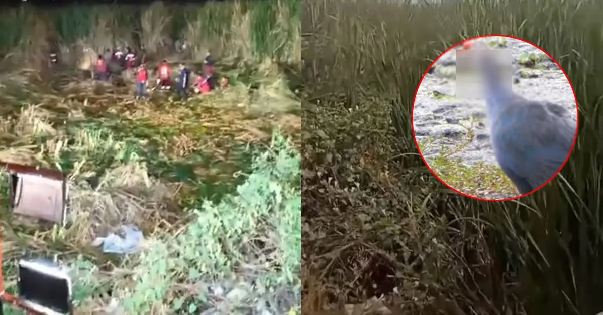 เสียงเด็กร้องปริศนา นกอีโก้ง