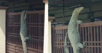 ตุ๊ยตุ่ย ปก