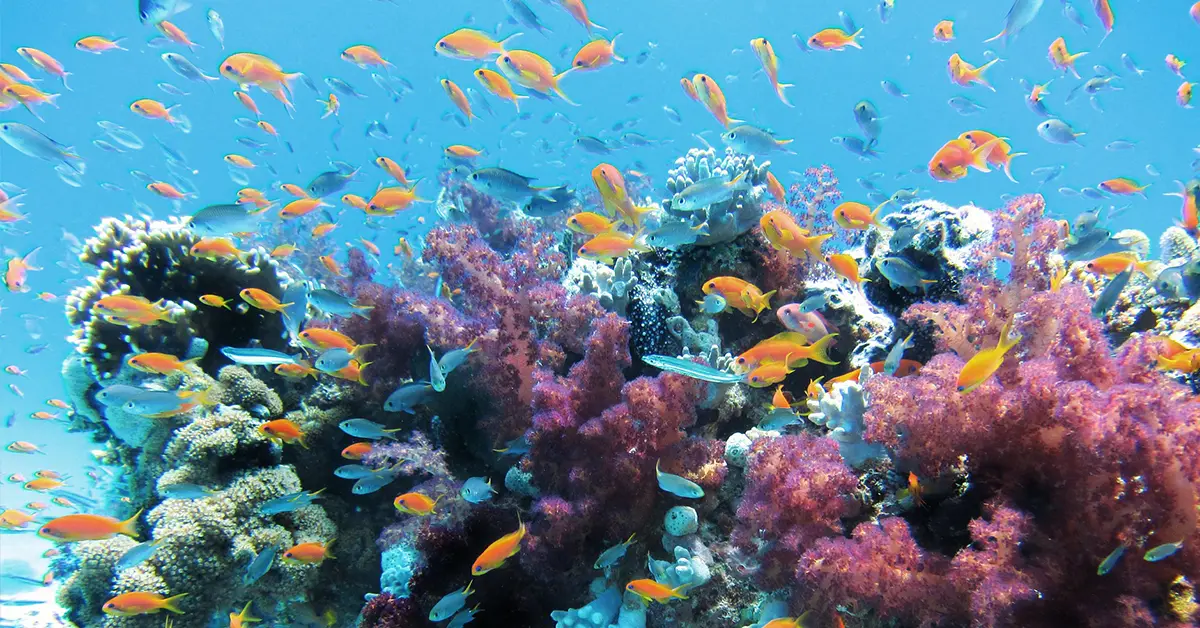 ฝันเห็นปะการัง