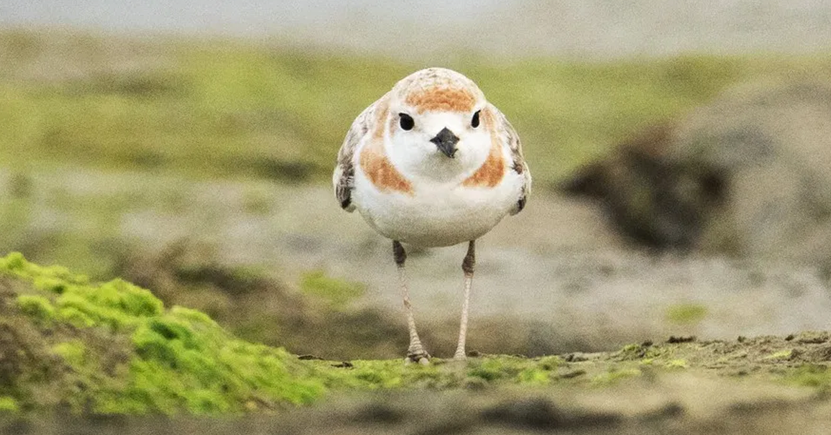 singapore-malaysian-ploverปก