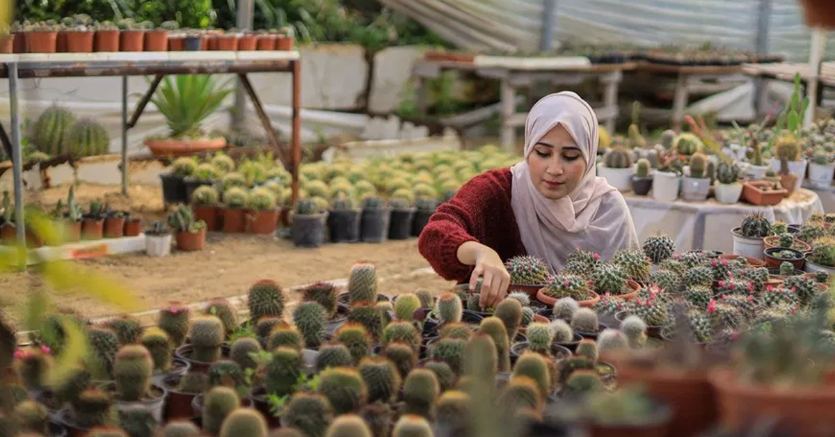 palestine-cactusปก
