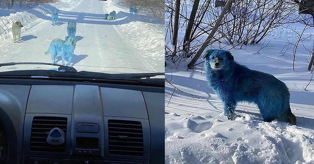 สุนัขจรจัด