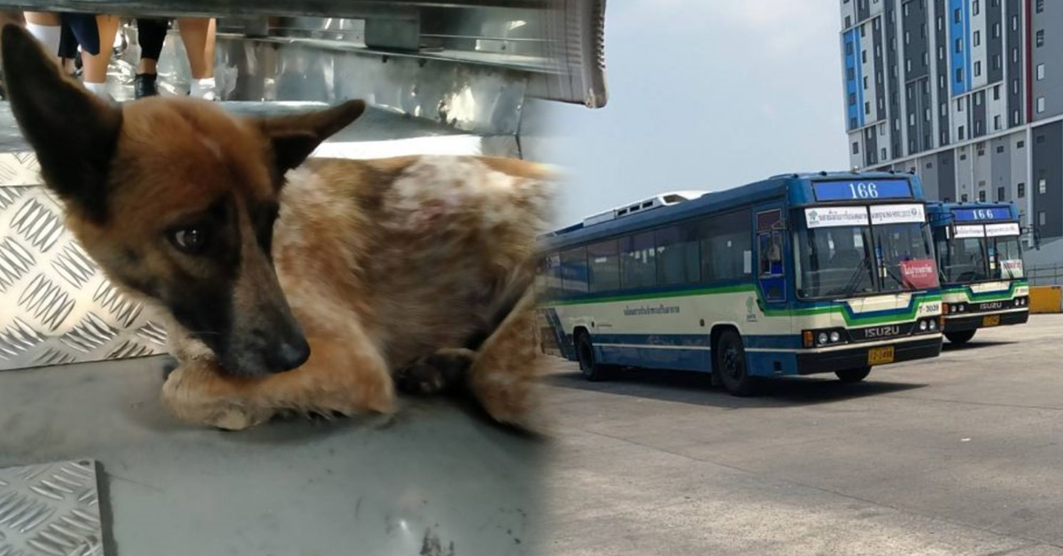 ตูบโชคดี ปก