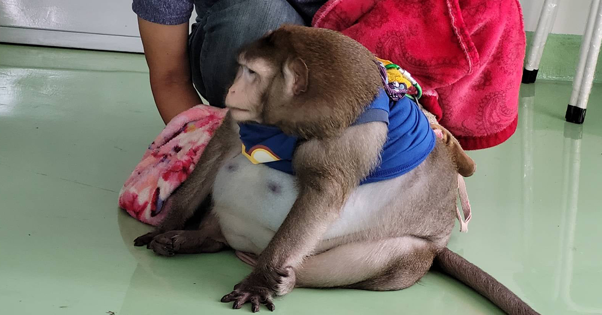 ลิง แสม ก็อตซิลล่า ปก