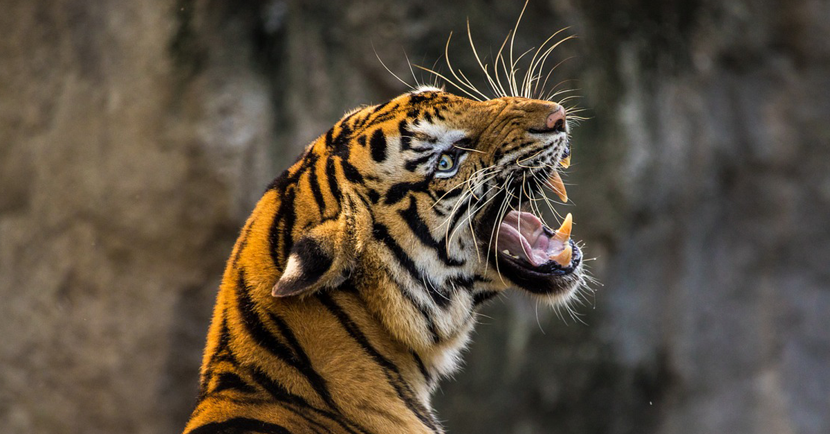 ทำนายฝัน