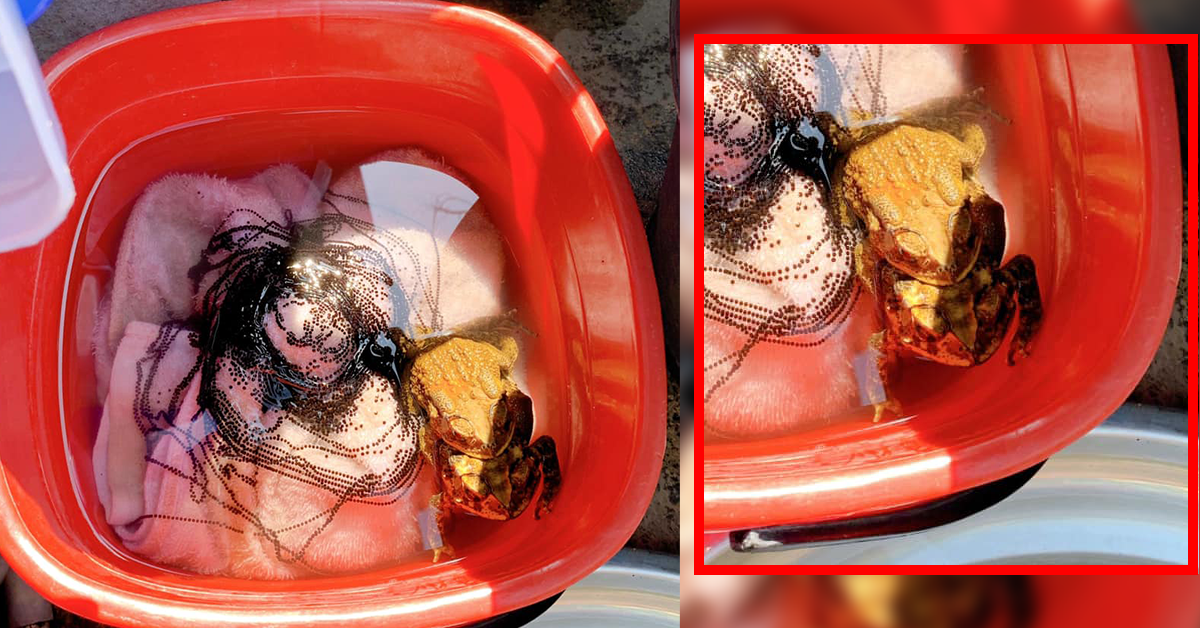 ผ้าแช่ แช่ผ้า ปก