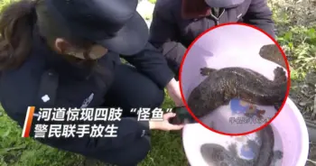 china-chinese-giant-salamanderปก