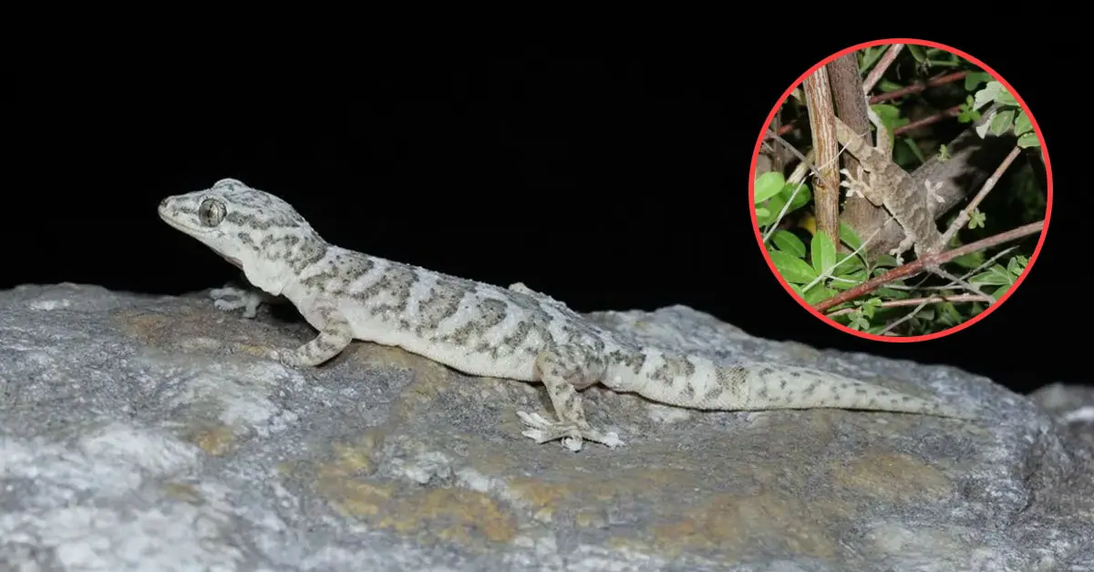 ตุ๊กแก จีน