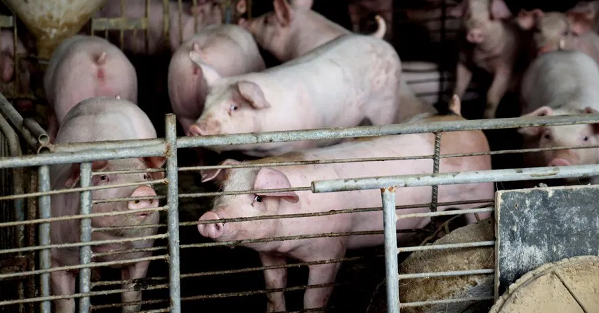 china-cloning-pigปก