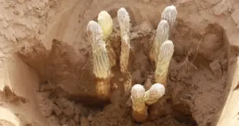 mongolia-cistancheปก