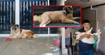 ขังสุนัขไว้ในบ้าน