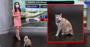 แมวพยากรณ์อากาศ ปก