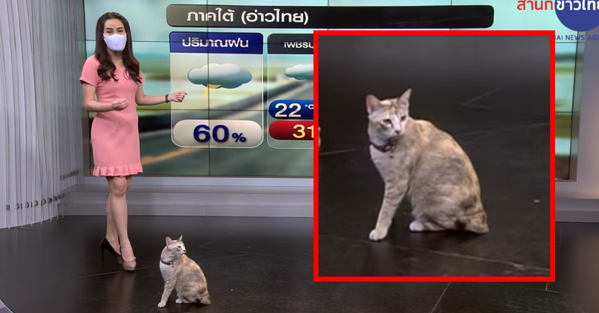 แมวพยากรณ์อากาศ ปก