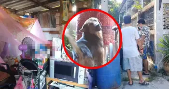 สุนัขฟื้นคืนชีพ