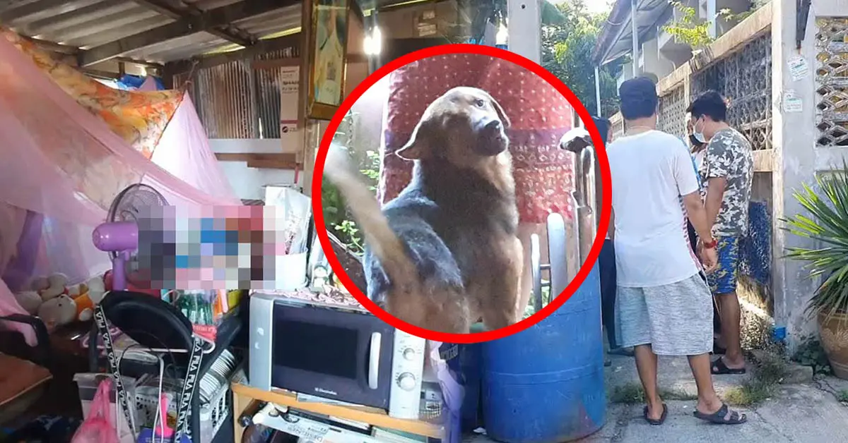 สุนัขฟื้นคืนชีพ