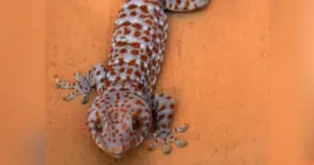 ตุ้กแก
