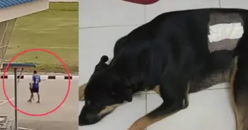 นายอำเภอยิงหมา