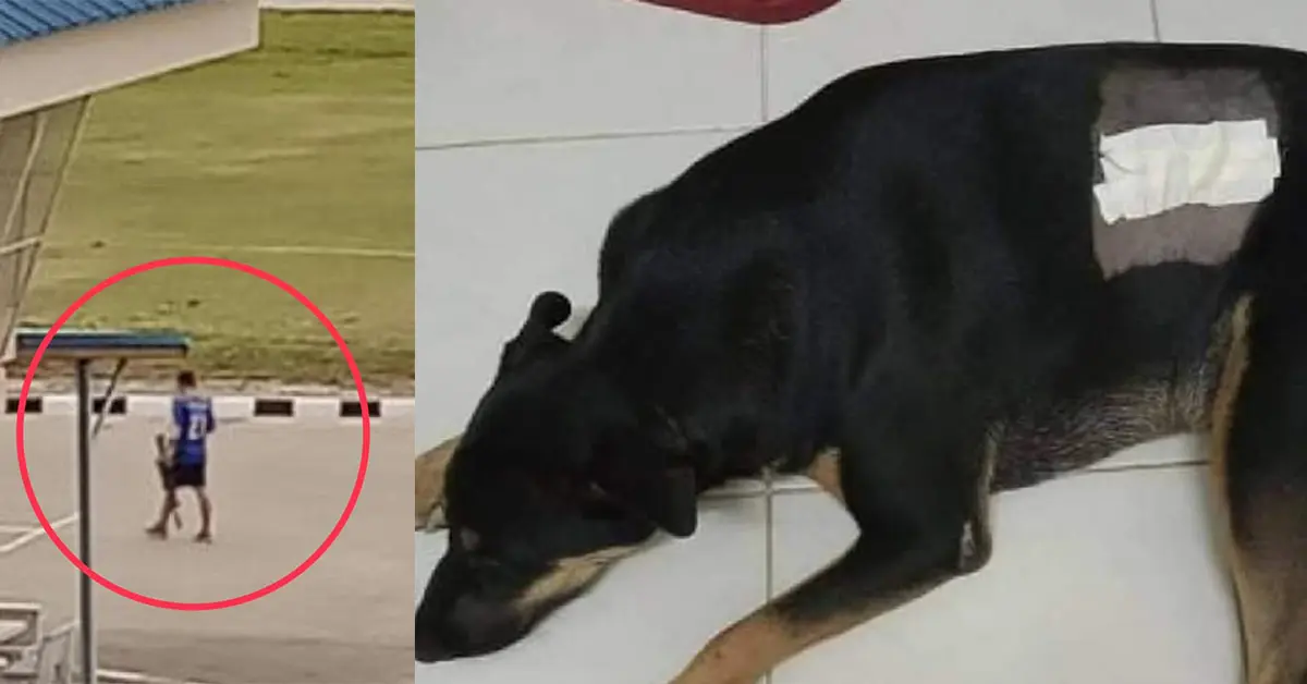 นายอำเภอยิงหมา