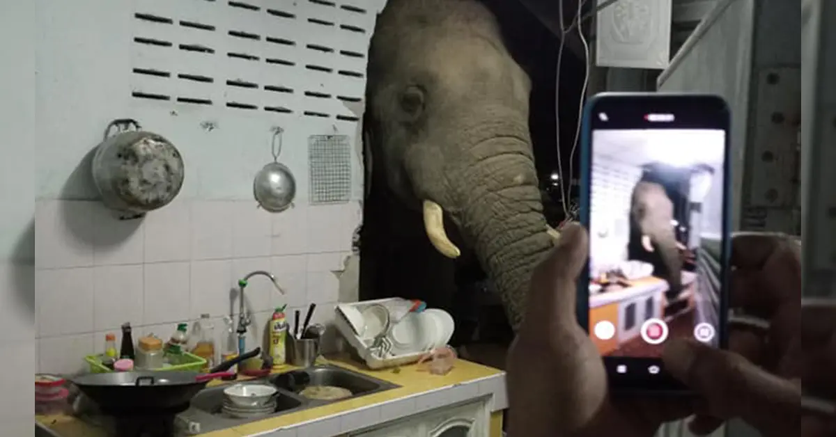 ช้างบุกทะลุกำแพงห้องครัว