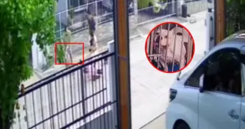 สุนัขพิทบูลหลุดขย้ำเด็ก 3 ขวบ