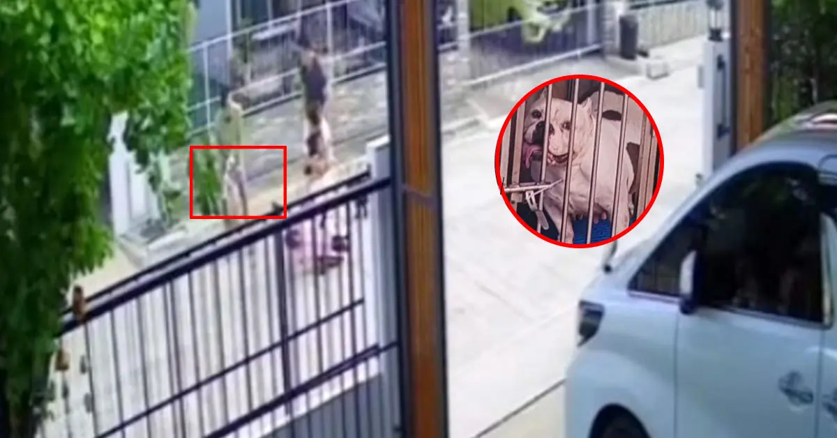 สุนัขพิทบูลหลุดขย้ำเด็ก 3 ขวบ