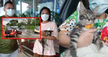 น้องแมวผู้รอดชีวิตจากBMW