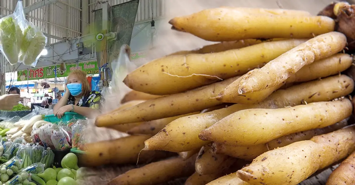 กระชายขาวรักษาโควิดได้