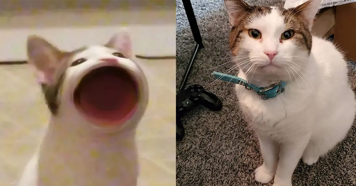 มีมแมว POPCAT xd