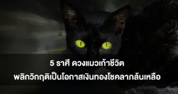 แมว