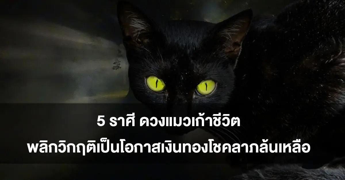 แมว