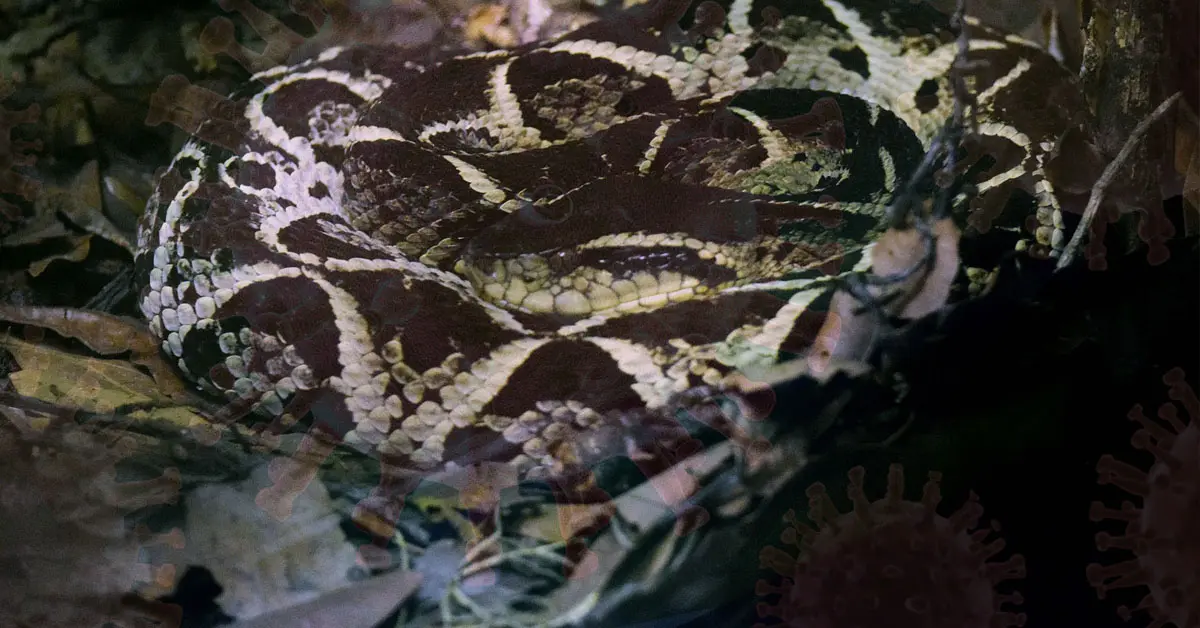 โมเลกุลในพิษงูยับยั้งเชื้อโควิด