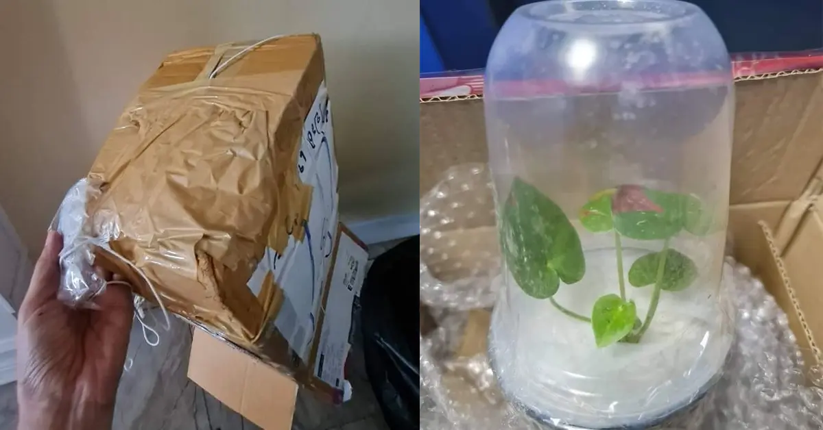 ต้นไม้ ปก