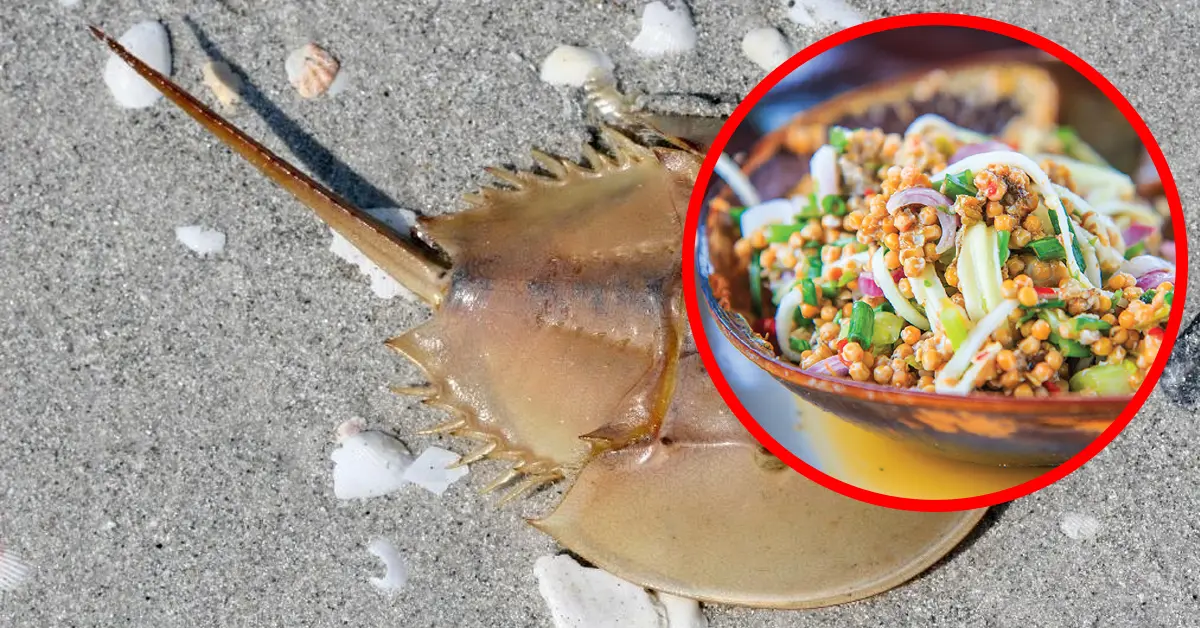 แมงดาถ้วย แมงดาจาน ปก