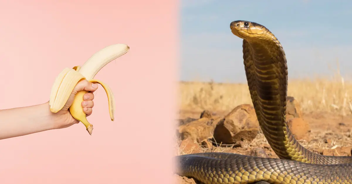 งูฉกอวัยวะ ปก