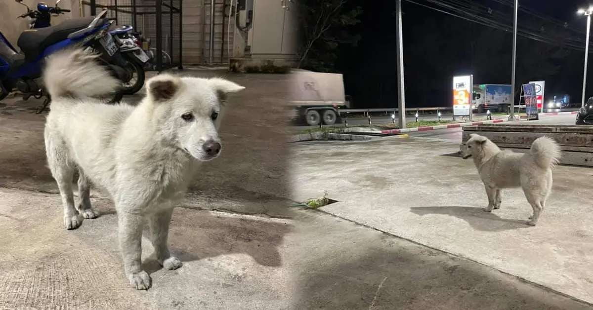 หมาปั๊ม ข่าว ปก