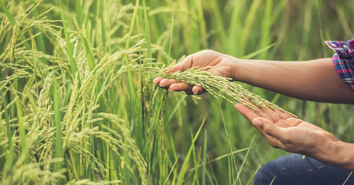 ราคาข้าวตก ปก